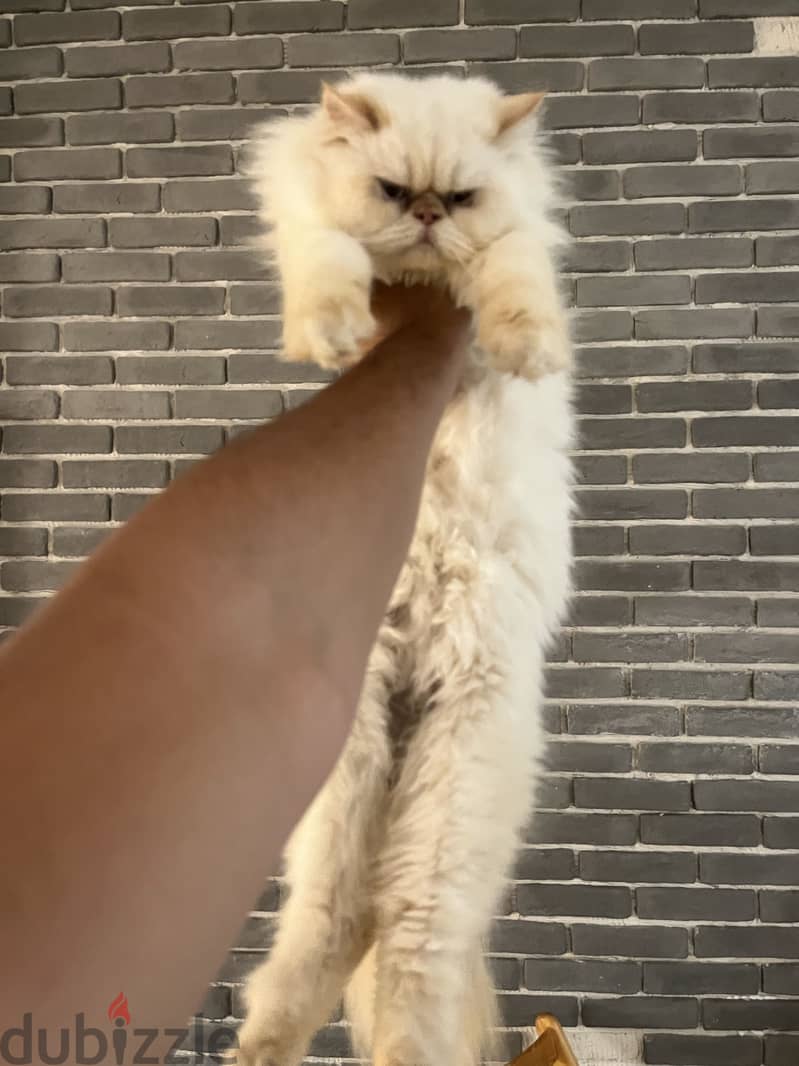 Himalayan Persian 3