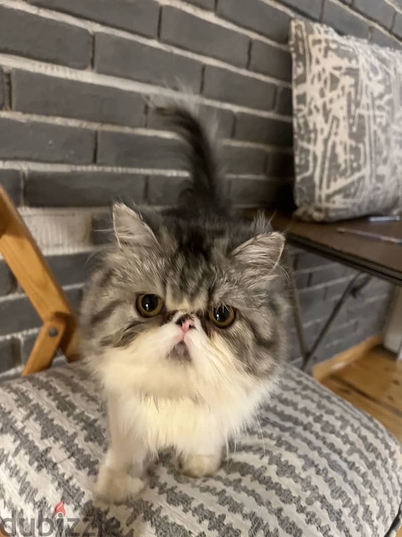Himalayan Persian 4