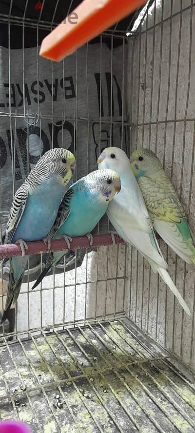 ريمبوهات