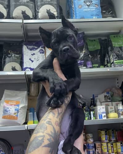 Cane corse female puppy