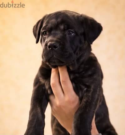 Cane corso