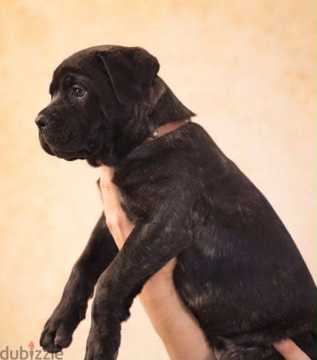 Cane corso 1
