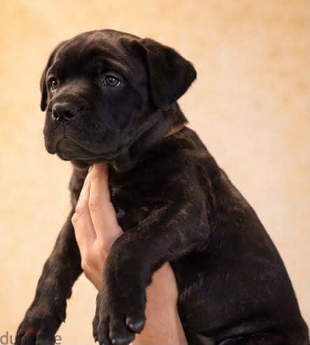 Cane corso 2