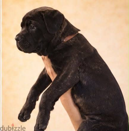 Cane corso 3