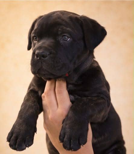 Cane corso 4