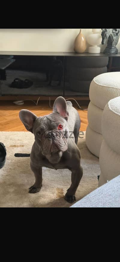 Champion blood frenchie - lilac color