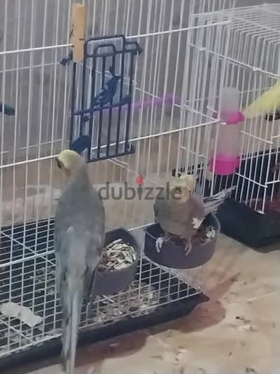 الجيزه  هرم خاتم المرسلين