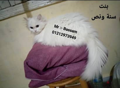 بنت شيرازي سنة ونص مون فيس