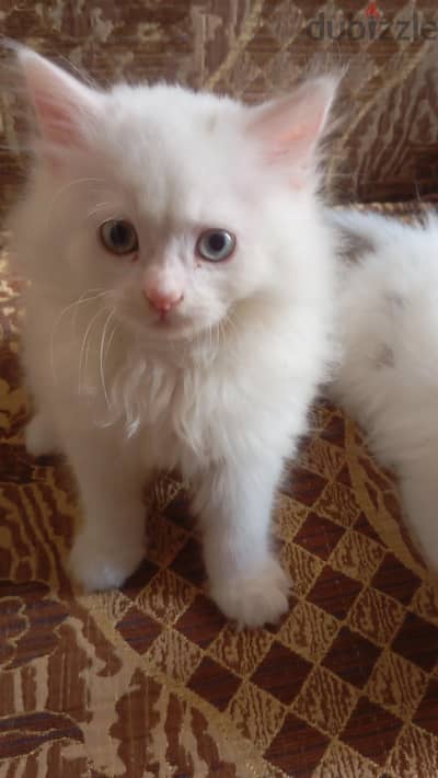 قطط شيرازي