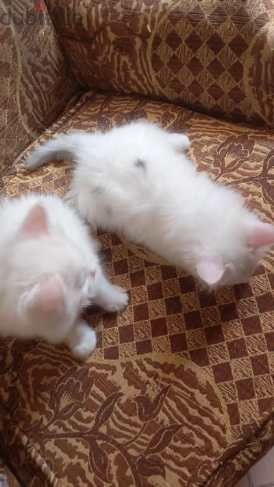 بيع قطط