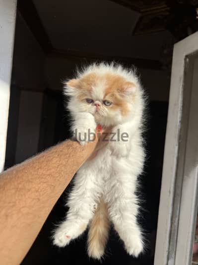 بنت بيرشن ڤان دبدوبة مستوا خرافي  01069909879