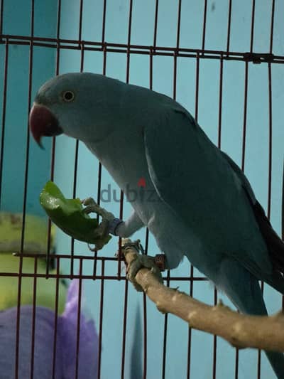 Karim