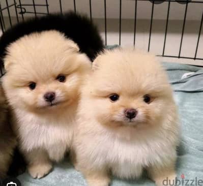 puppy pomrnian