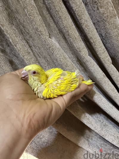 كويكر لاتيني تاكيل يدوي