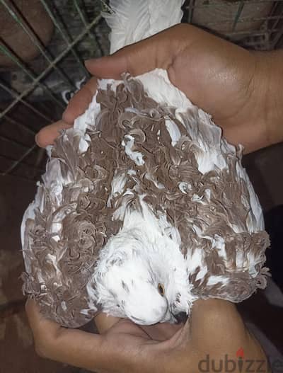 دكر مفتل مستوى حلو