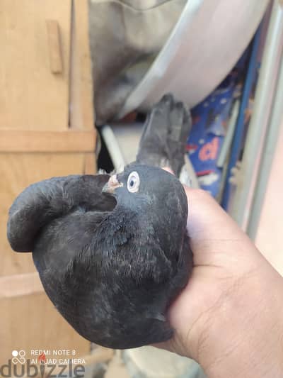 حمام لي البدل