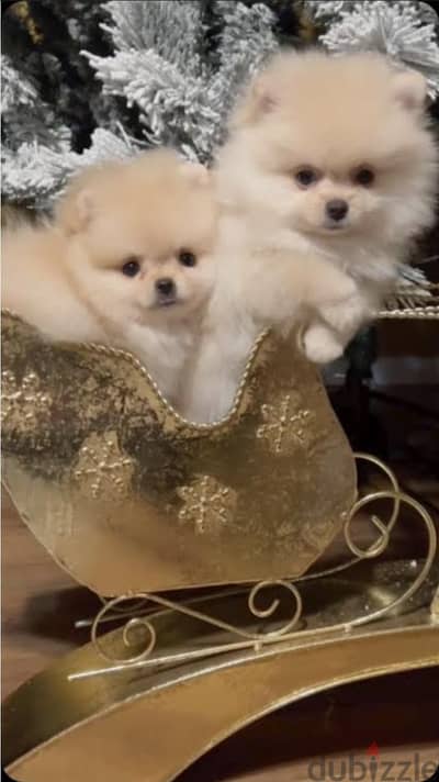puppy pomrnian