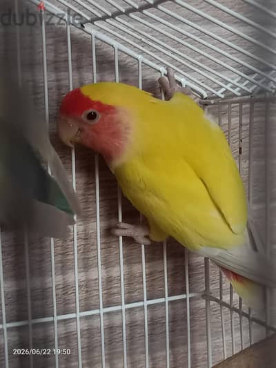 روز لاتينى