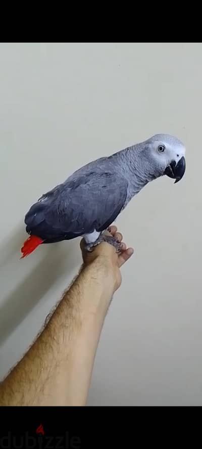 زنجباري زنجبارى كاسكو