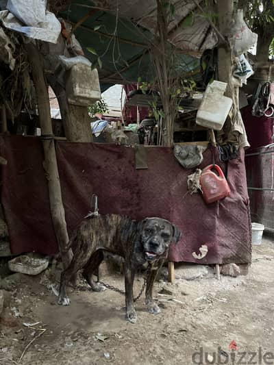 نتايه كين كورسو برندل سنتين وكام شهر