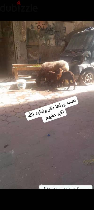 نعجه وراها دكر ونتايه