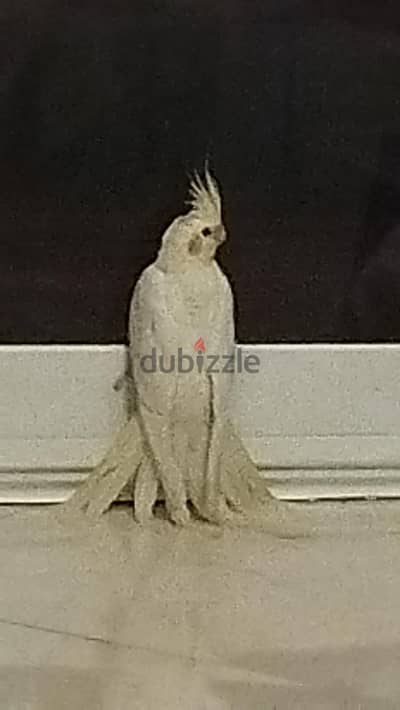 نتايه اول شغل  لاتيني عين حمرا هاديه جدا