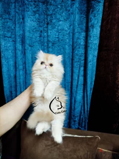 اجمل بنوته بيرشن