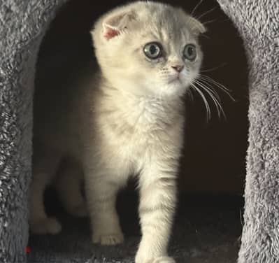 Scottish fold kitten 1.5 month