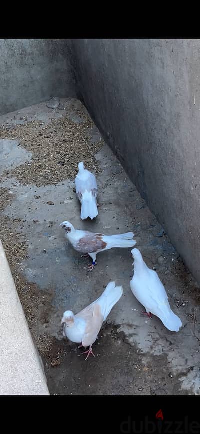 حمام للبيع بصفي الي عندي