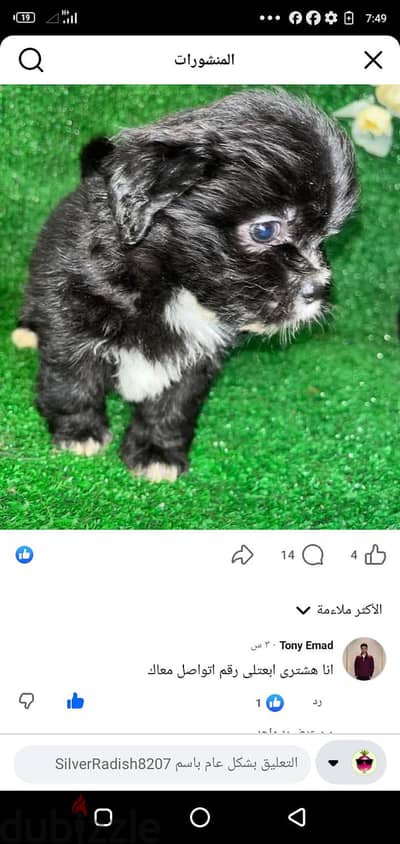 البيع