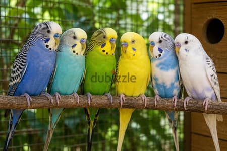 مطلوب قصوص استرالي بالفروخ