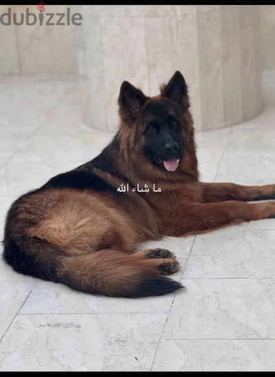 كلب جيرمن تقليب عالي