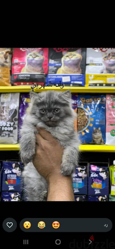 قط للبيع