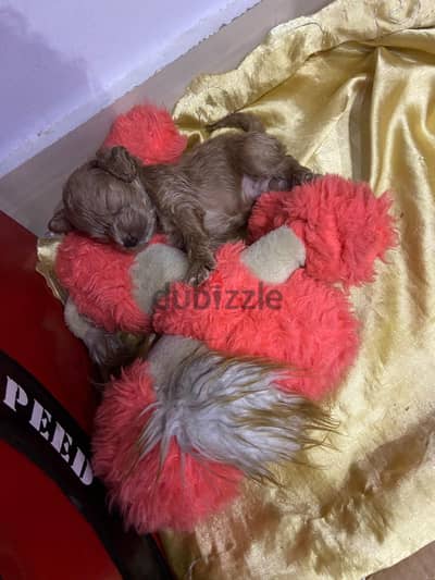 dog mix poodle and cooker
