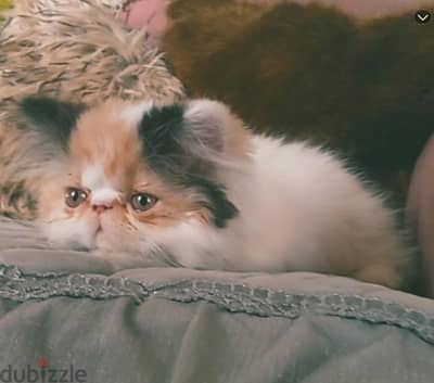 قطه كاليكو كلاسيك فان زورار