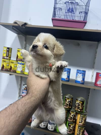 جراوي  ميني جريفون