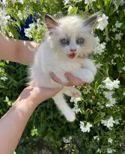 Ragdoll kitten female from Russia