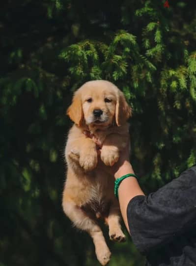 Golden retriever puppy boy from Russia