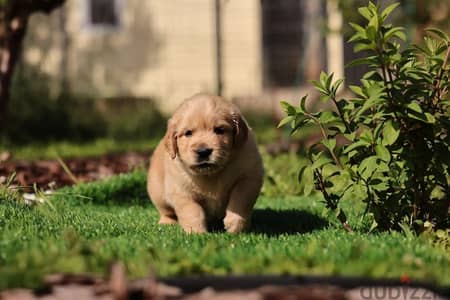 Golden retriever puppy boy from Russia
