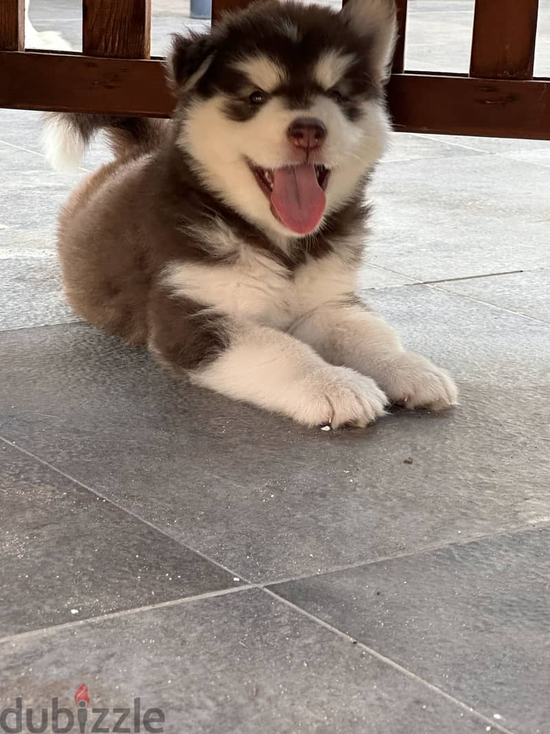 Alaskan malamute 3