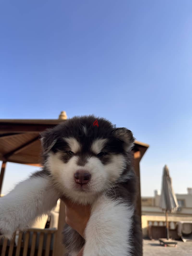 Alaskan malamute 4
