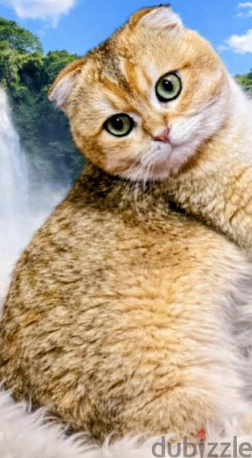 sketch estret cat 50day hay level 10