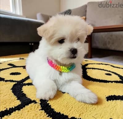 بنوته هافانيز Havanese