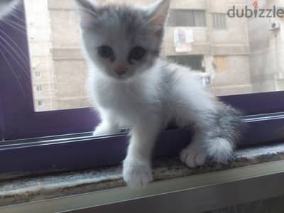 بنت مخلط شيرازي على رومي