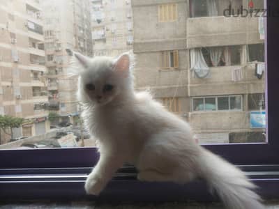 شيرازي للبيع عمر شهرين