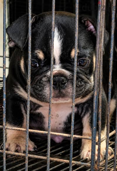 متاح اقوي جرو بولي تراي AMERICAN BULLY