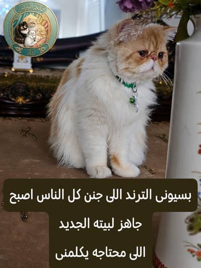 قط برشن طالوقة زواج