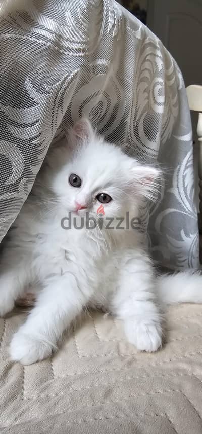 قطط شيرازي للبيع