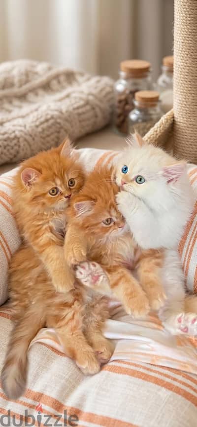 ​ For Sale: Premium Purebred Persian Kittens (Male & Female) 