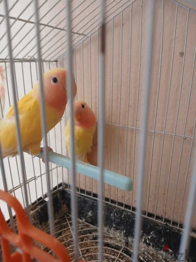 جوز روز لاتيني عين حمرا شبابات مش اخوات